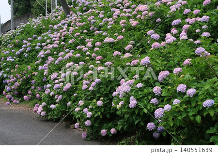 あじさい 紫陽花 京都 さすてな京都 伏見 クリーンセンター 花 梅雨 群生 あじさい 紫陽花 京都 さすてな京都 伏見 クリーンセンター 花 梅雨 群生 140551639