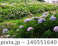 あじさい　紫陽花　京都　さすてな京都　伏見　クリーンセンター　花　梅雨　群生　 140551640