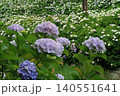 あじさい　紫陽花　京都　さすてな京都　伏見　クリーンセンター　花　梅雨　群生　 140551641