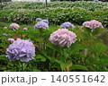 あじさい　紫陽花　京都　さすてな京都　伏見　クリーンセンター　花　梅雨　群生　 140551642