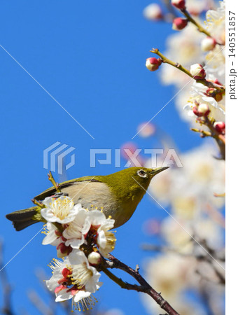 メジロと梅の花 メジロと梅の花 140551857