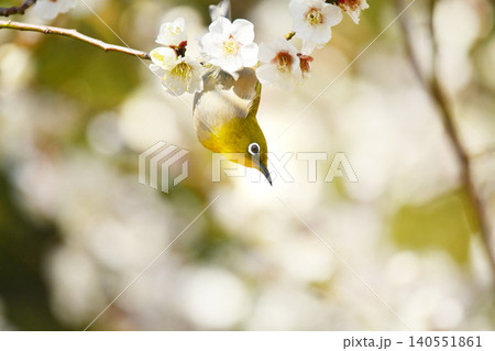 メジロと梅の花 メジロと梅の花 140551861