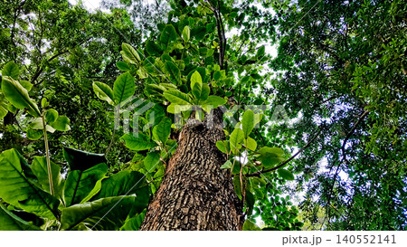 close-up view of a tree with its canopy 140552141