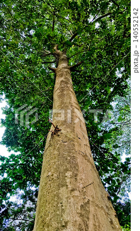close-up view of a tree with its canopy close-up view of a tree with its canopy 140552142