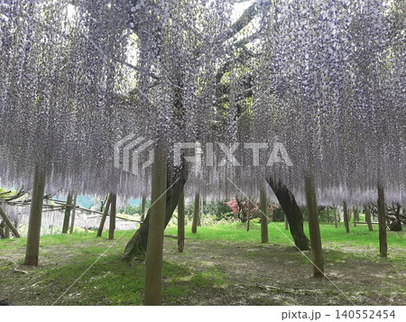 藤のある風景 藤のある風景 140552454