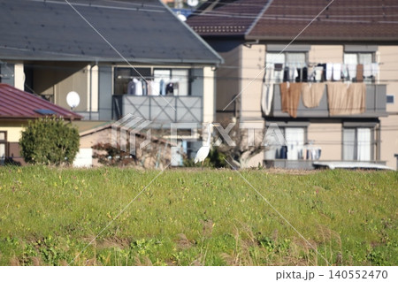 住宅地の背景と土手の上に佇むダイサギ 住宅地の背景と土手の上に佇むダイサギ 140552470