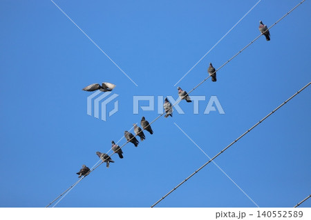 電線に集まる鳩の群れ 電線に集まる鳩の群れ 140552589