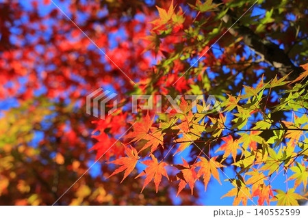鮮やかな紅葉 鮮やかな紅葉 140552599