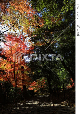 鮮やかな紅葉 鮮やかな紅葉 140552601
