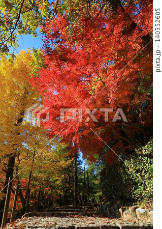 鮮やかな紅葉 鮮やかな紅葉 140552605