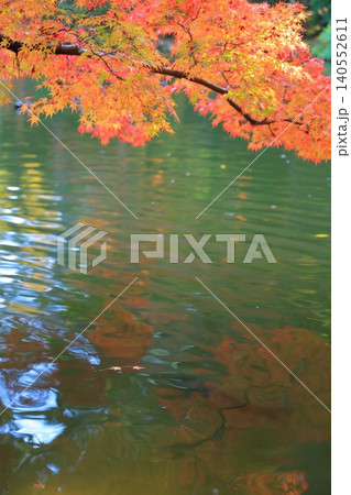 鮮やかな紅葉 鮮やかな紅葉 140552611