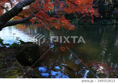 鮮やかな紅葉 鮮やかな紅葉 140552613