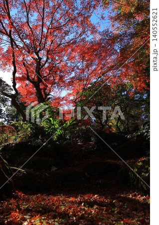 鮮やかな紅葉 鮮やかな紅葉 140552621