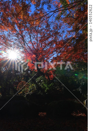 鮮やかな紅葉 鮮やかな紅葉 140552622