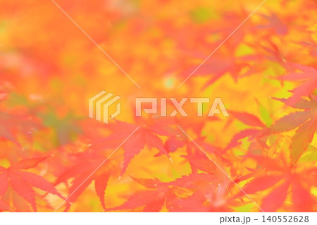 鮮やかな紅葉 鮮やかな紅葉 140552628