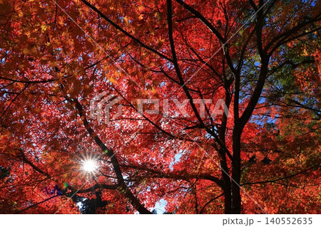 鮮やかな紅葉 140552635