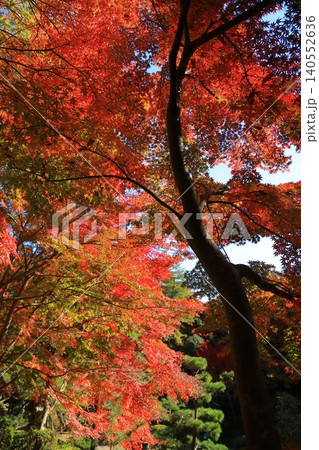 鮮やかな紅葉 鮮やかな紅葉 140552636
