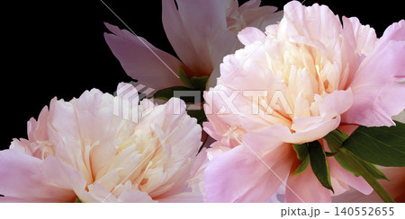 Floral spring background. Peonies flowers and petals flowers. Close-up. Greeting card. Nature. Floral spring background. Peonies flowers and petals flowers. Close-up. Greeting card. Nature. 140552655