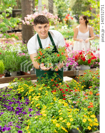 Young garden store employee tending to blooming calibrachoa Young garden store employee tending to blooming calibrachoa 140552751