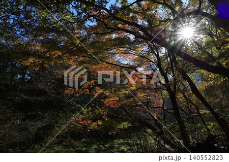 輝く紅葉 輝く紅葉 140552823