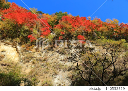輝く紅葉 140552829