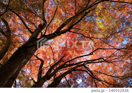 輝く紅葉 140552836