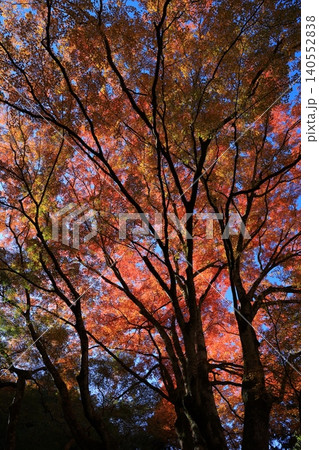 輝く紅葉 輝く紅葉 140552838