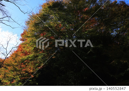 輝く紅葉 140552847