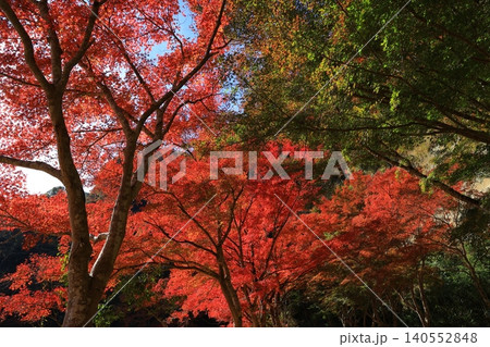 輝く紅葉 140552848
