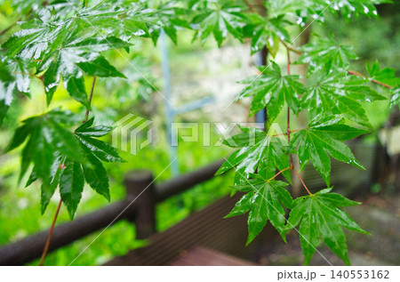 雨に濡れて輝く青紅葉の葉 雨に濡れて輝く青紅葉の葉 140553162
