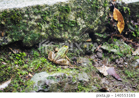 苔むす石垣に佇むトノサマガエル 苔むす石垣に佇むトノサマガエル 140553165