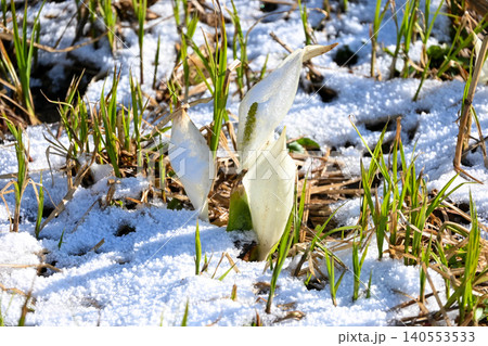 雪の中に咲く水芭蕉 140553533