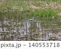 Grey heron standing in nature park pond wild bird 140553718