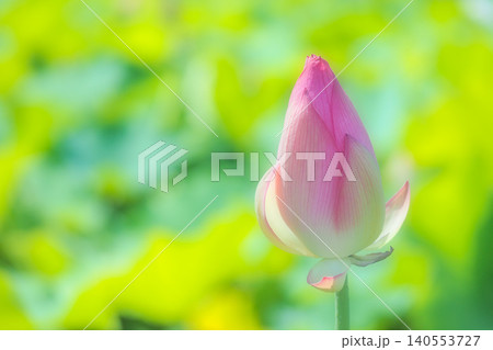 優しいハスの花 140553727