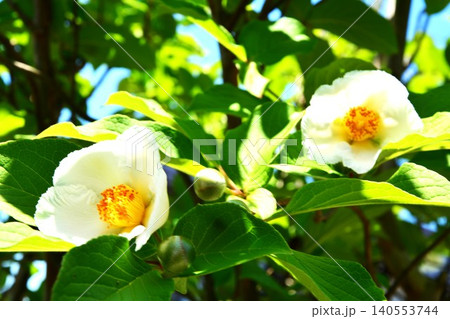 夏に咲く白い夏ツバキの花 夏に咲く白い夏ツバキの花 140553744