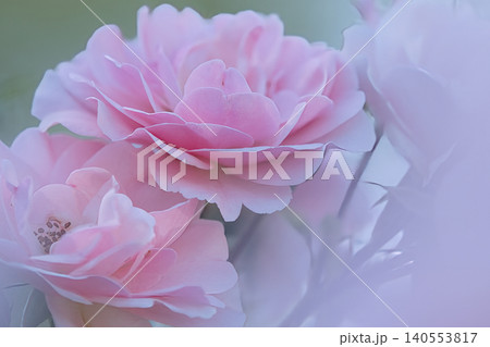 美しいピンクの薔薇 美しいピンクの薔薇 140553817