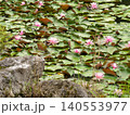 里山の水辺に咲く睡蓮 140553977