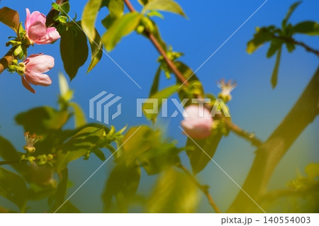 春の光に包まれるカリンの花 春の光に包まれるカリンの花 140554003