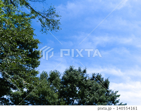 夏の青空に広がる木々の緑 夏の青空に広がる木々の緑 140554161