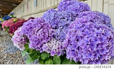 満開の紫陽花〈形原温泉あじさいの里(日本のあじさい展)/愛知県蒲郡市〉 140554224