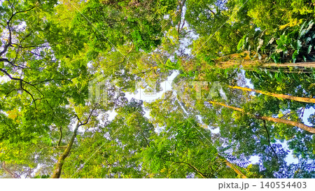 beautiful view of trees with crowns as canopies beautiful view of trees with crowns as canopies 140554403