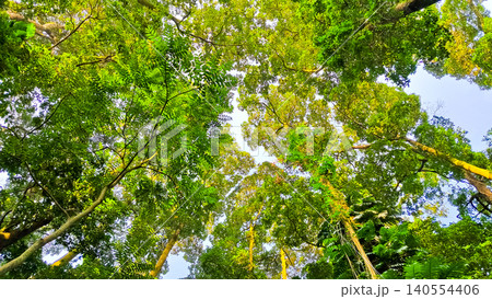 beautiful view of trees with crowns as canopies beautiful view of trees with crowns as canopies 140554406