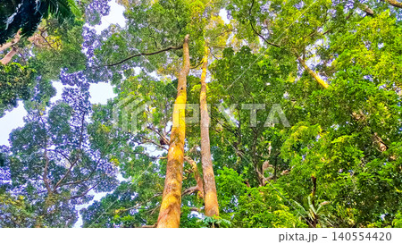 beautiful view of trees with crowns as canopies beautiful view of trees with crowns as canopies 140554420
