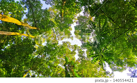 beautiful view of trees with crowns as canopies beautiful view of trees with crowns as canopies 140554421