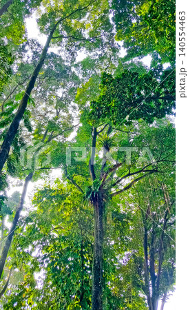 beautiful view of trees with crowns as canopies beautiful view of trees with crowns as canopies 140554463