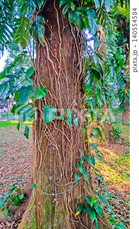 beautiful view of trees with philodendron vines beautiful view of trees with philodendron vines 140554584