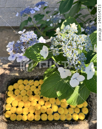 緑陰に咲く水色の額紫陽花に彩りを添える黄色いピンポンマムの花手水〈本光寺/愛知県額田郡幸田町〉 緑陰に咲く水色の額紫陽花に彩りを添える黄色いピンポンマムの花手水〈本光寺/愛知県額田郡幸田町〉 140554715
