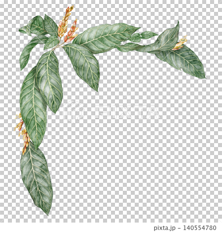 Watercolor Sanchezia plant corner composition. Hand drawn arrangement with tropical green leaves and flower in botanical style. Exotic floral natural design for garden card or botanical art template Watercolor Sanchezia plant corner composition. Hand drawn arrangement with tropical green leaves and flower in botanical style. Exotic floral natural design for garden card or botanical art template 140554780