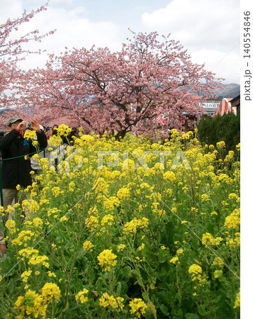 河津桜と菜の花(静岡県河津町) 河津桜と菜の花(静岡県河津町) 140554846