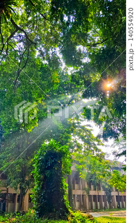 beautiful view of tropical trees with sunlight beautiful view of tropical trees with sunlight 140554920
